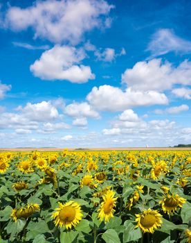 field with sunflowers under blue sky in french champagne ardennes landscape near city of reims