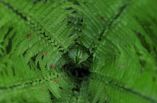 Background of green fern leaves