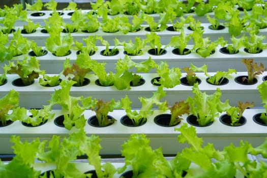 Lettuce or Lactuca sativa planted in the hydroponic system.
