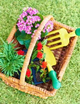 Gardening, above and a basket with flowers and tools for backyard landscaping and lawn design. Spring, horticulture and a collection of plants and equipment for creativity in nature and environment