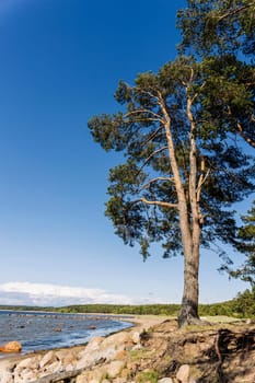 Panorama view of the sea bay and pine forest and blue sky