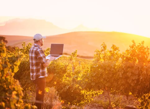 Finding farming advice on the world wide web. Rearview shot of a young farmer using a laptop while standing in a vineyard.