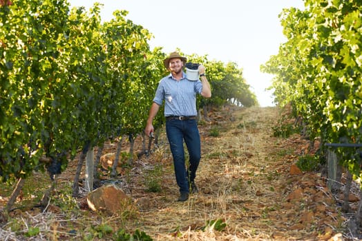 Producing the best requires a bit of hard work. Portrait of a farmer holding a bunch of grapes in a vineyard.