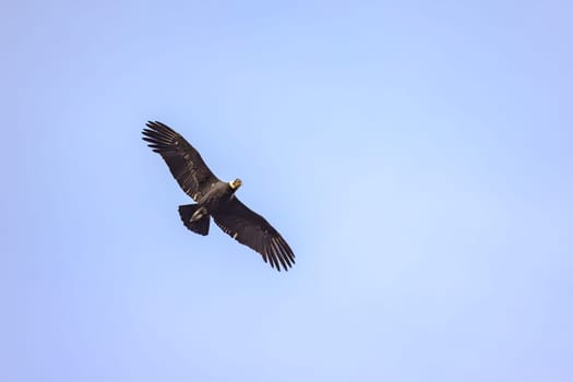A mighty Andean condor over Torres del Paine National Park in Chile, South America