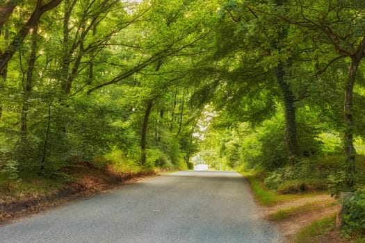 Road, path and rain forest in the countryside for travel, agriculture or natural environment. Landscape of plant growth, greenery or asphalt highway with trees for sustainability in nature outdoors.