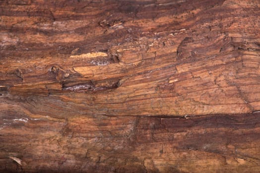 texture of bark wood use as natural background