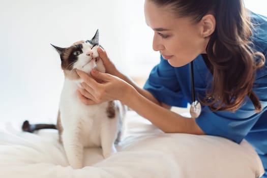 Veterinarian Doctor Examining Cat's Teeth During Appointment At Vet Clinic