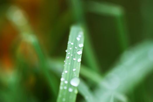 Fresh green grass on summer meadow in water drops after rain