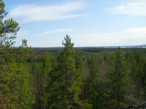 Green spruce forest in Finland, top view.