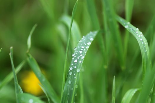 Fresh green grass on summer meadow in water drops after rain