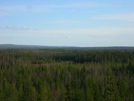 Green spruce forest in Finland, top view.