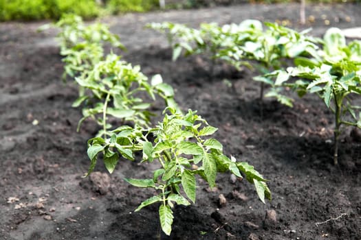 growing your tomato plants vegetables in garden