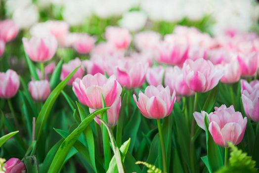 tulips in spring sun