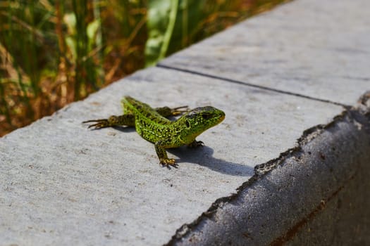 Photograph of green lizard against concrete curb.