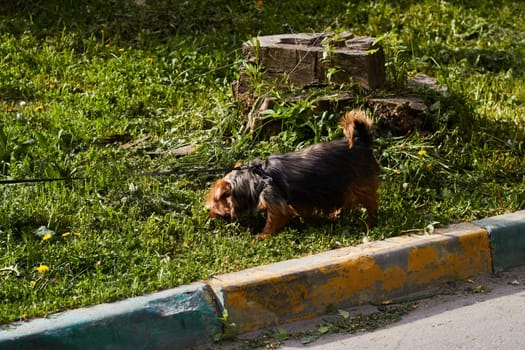Photograph of dog walking on leash. Pedigree dog.