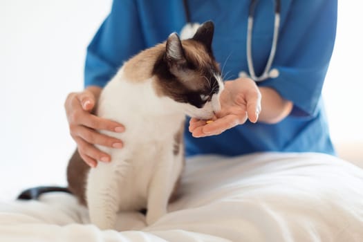 Cropped Shot Of Veterinarian Giving Pill To Cat At Clinic