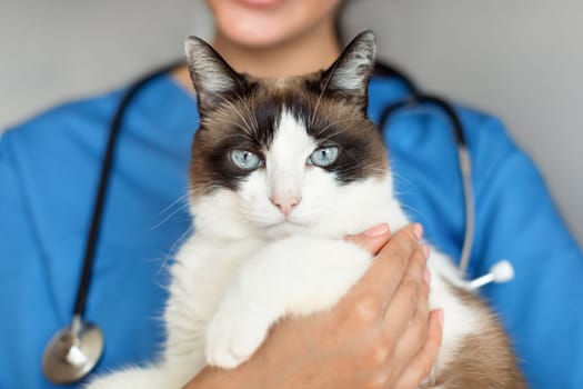 Healthy Domestic Cat In Veterinarian's Hands On Gray Background, Closeup