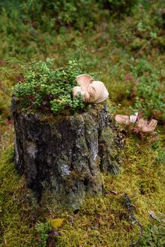 Toadstool mushrooms in the forest on an old stump