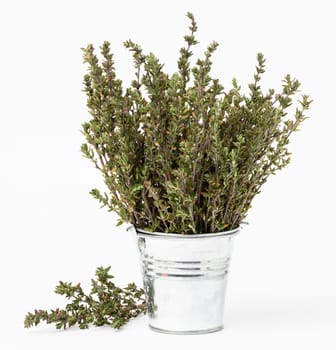 Thyme branches in a metal bucket on a white background