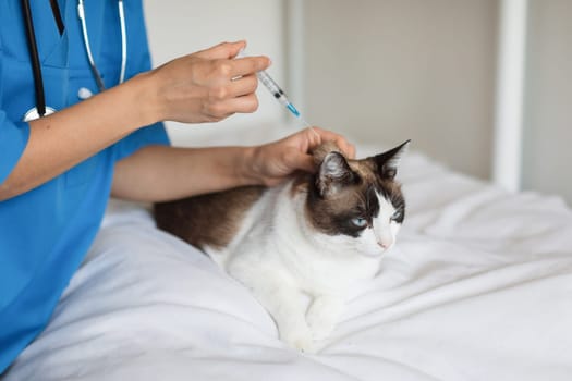 Veterinarian Doc Lady Making Injection To Domestic Cat Indoor, Cropped