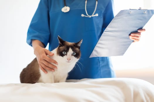 Veterinarian Doctor Woman Examining A Cat At Vet Clinic Indoor