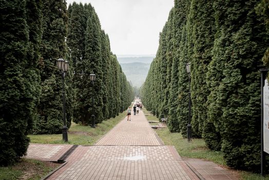 Cypress trees alley