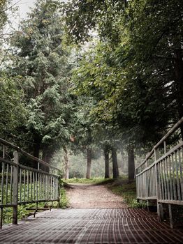 pathway in the misty pine forest