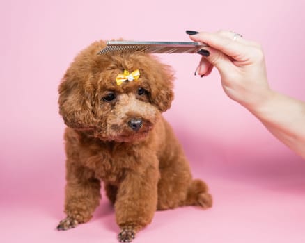 Woman combing a mini poodle on a pink background.
