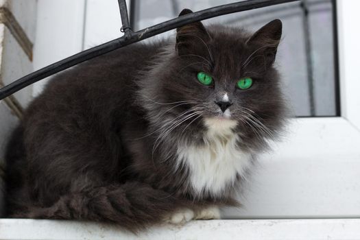 Close up of small black furry cat with bright green eyes on window