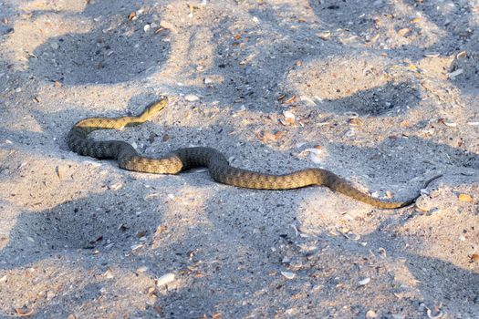 Dangerous poisonous amphibian snake viper Vipera Renardi on beach sands