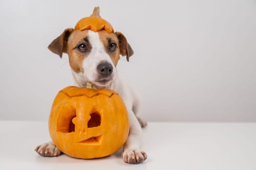 Jack Russell Terrier dog with a pumpkin cap and a jack-o-lantern on a white background.