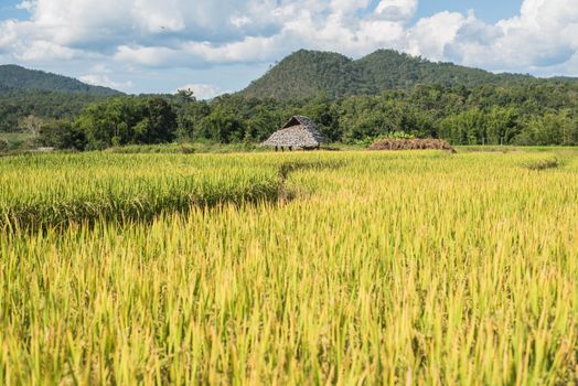 Rice Paddy on Terraced Fields