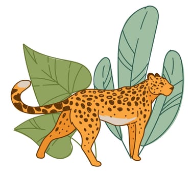 Leopard walking by wide leaves flora, habitat