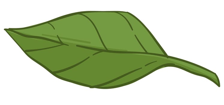 Leaf of bush, plant or tree, foliage and leafage