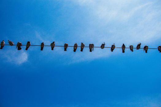 Pigeons perched on wire with sky background