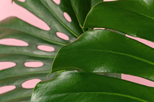 Beautiful monstera leaf on a pink background