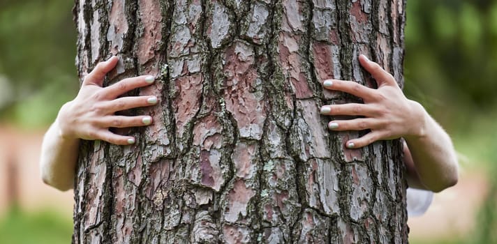 Hands, hug tree and sustainability in woods, nature or earth day for care, love or accountability. Woman, embrace and climate change protest for deforestation, countryside or environment in Argentina
