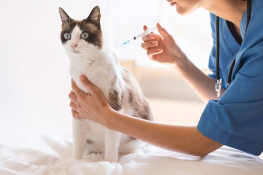Professional Veterinarian Lady Giving the Cat Vaccine At Veterinary Hospital