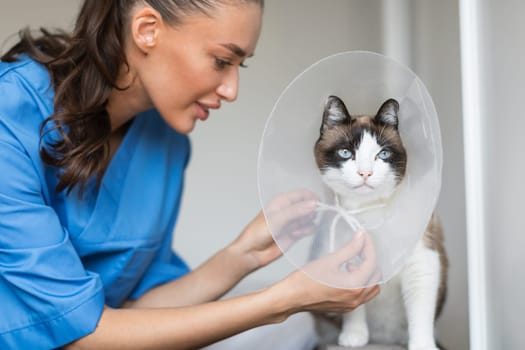Vet Surgeon Lady Placing Collar on Cat at Animal Hospital