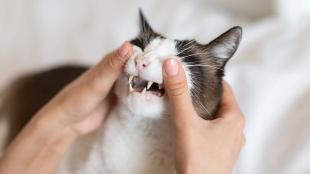 Closeup Of Cat While Pet Owner Examining It's Teeth Indoor