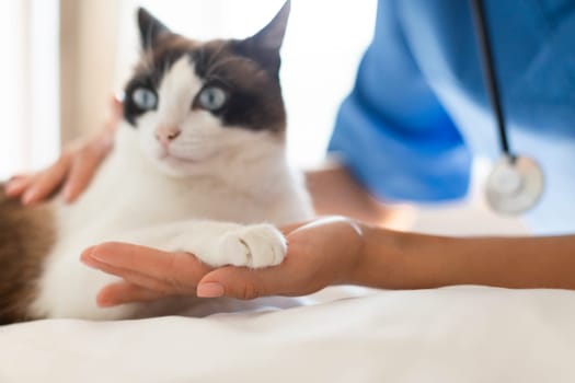 Veterinarian And Cat Holding Hand And Paw Together Indoor, Cropped