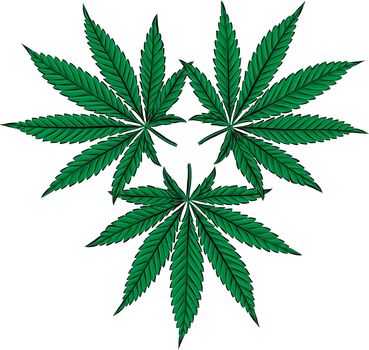 Sketch of Marijuana leaves, cannabis on white background