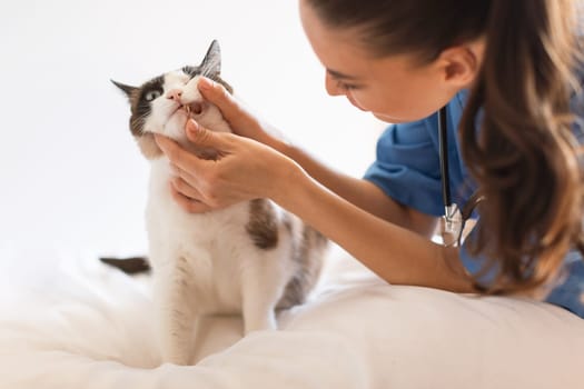 Nurse Inspecting Cat's Teeth and Oral Cavity At Veterinary Clinic