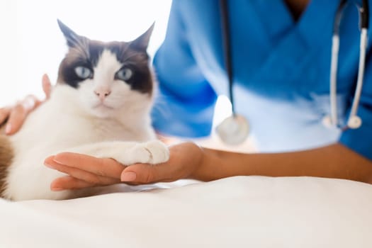 Closeup Of Cat Giving Paw To Veterinarian At Animal Clinic
