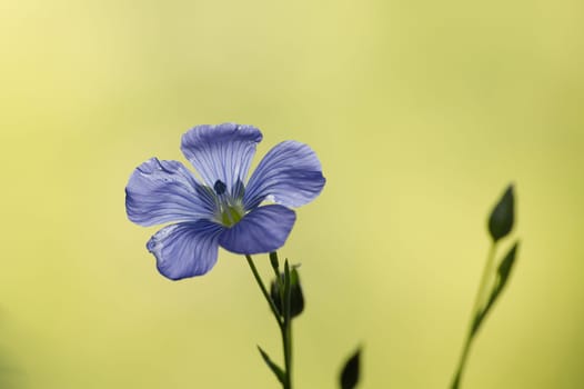 Flax (linseed) flower over blurred background