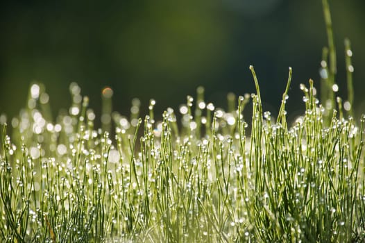 Close-up of green grass with dew drops glisten on blades