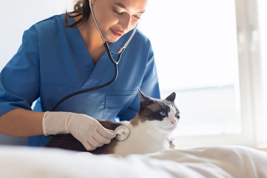 Veterinarian Lady Examining Domestic Cat Using Stethoscope At Vet Clinic