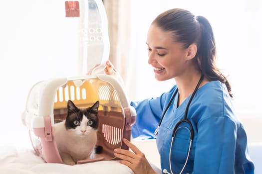 Veterinarian doctor woman opening carrier with domestic cat at clinic