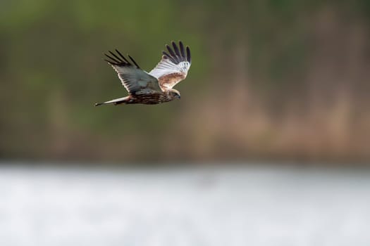 one male Marsh Harrier (Circus aeruginosus) flies over a lake