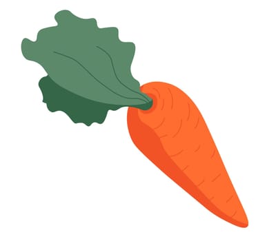 Carrot with leaves, vegetables organic and natural